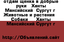 отдам щенка в добрые руки - Ханты-Мансийский, Сургут г. Животные и растения » Собаки   . Ханты-Мансийский,Сургут г.